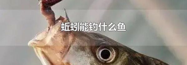 蚯蚓能钓什么鱼