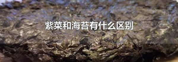 紫菜和海苔有什么区别
