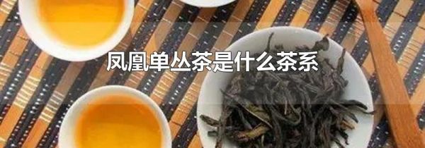 凤凰单丛茶是什么茶系