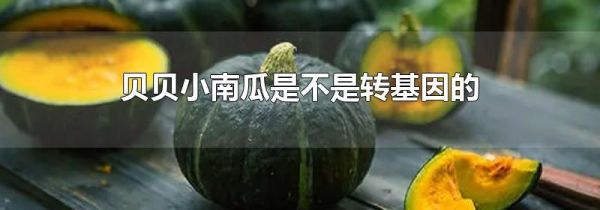 贝贝小南瓜是不是转基因的