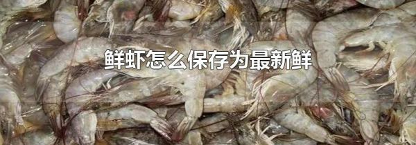 鲜虾怎么保存为最新鲜