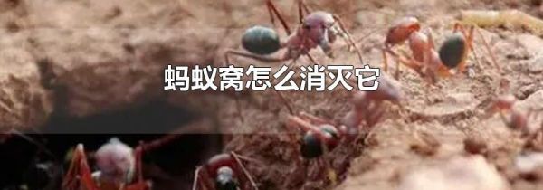 蚂蚁窝怎么消灭它