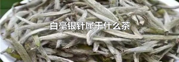 白毫银针属于什么茶