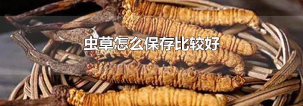 虫草怎么保存比较好