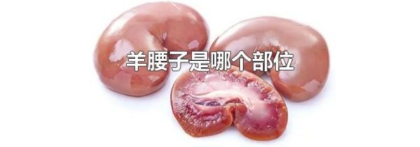 羊腰子是哪个部位