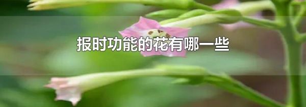 报时功能的花有哪一些