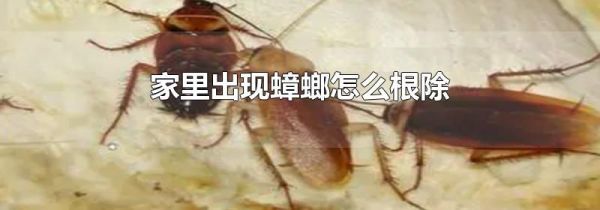 家里出现蟑螂怎么根除