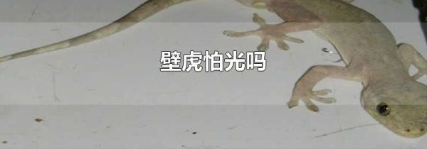 壁虎怕光吗