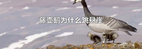 藤壶鹅为什么跳悬崖