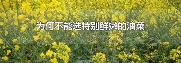 为何不能选特别鲜嫩的油菜