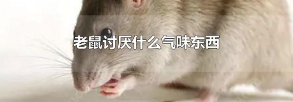 老鼠讨厌什么气味东西
