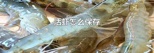活虾怎么保存