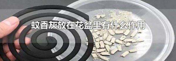 蚊香灰放在花盆里有什么作用