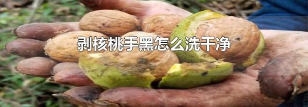 剥核桃手黑怎么洗干净