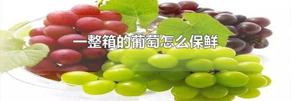 一整箱的葡萄怎么保鲜