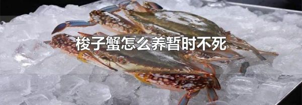 梭子蟹怎么养暂时不死