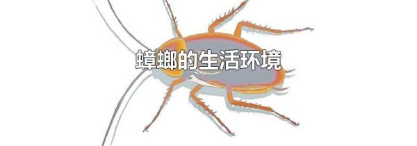 蟑螂的生活环境