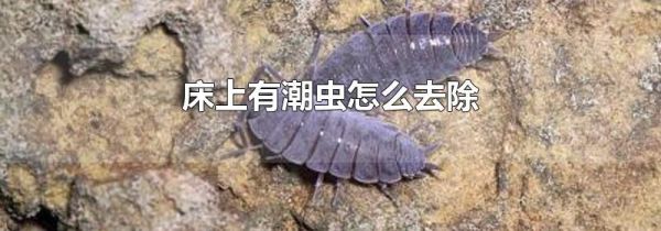 床上有潮虫怎么去除