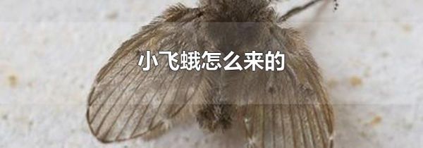 小飞蛾怎么来的