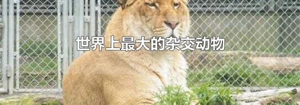 世界上最大的杂交动物