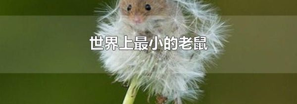 世界上最小的老鼠