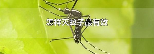怎样灭蚊子最有效