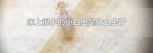 床上很小的小白虫是什么虫子
