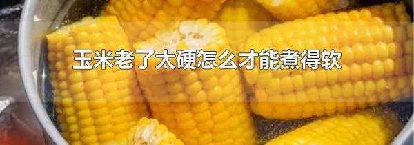 玉米老了太硬怎么才能煮得软