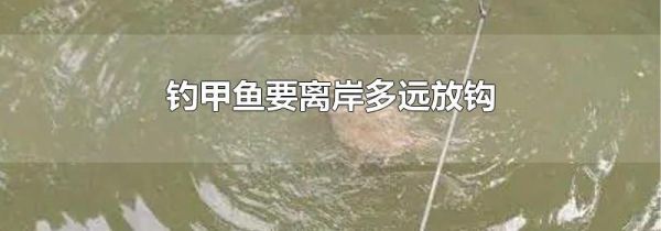钓甲鱼要离岸多远放钩