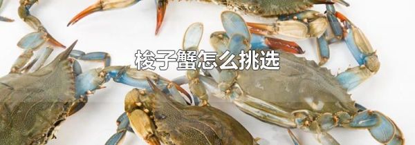 梭子蟹怎么挑选