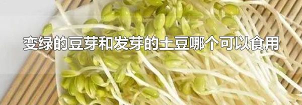 变绿的豆芽和发芽的土豆哪个可以食用