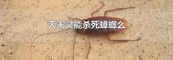 灭害灵能杀死蟑螂么