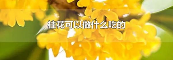 桂花可以做什么吃的