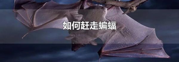 如何赶走蝙蝠
