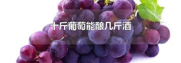 十斤葡萄能酿几斤酒