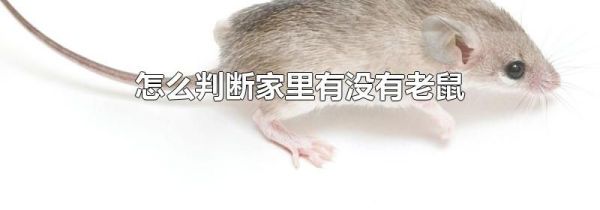 怎么判断家里有没有老鼠
