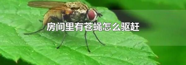 房间里有苍蝇怎么驱赶