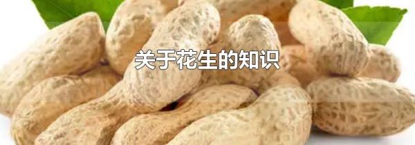 关于花生的知识