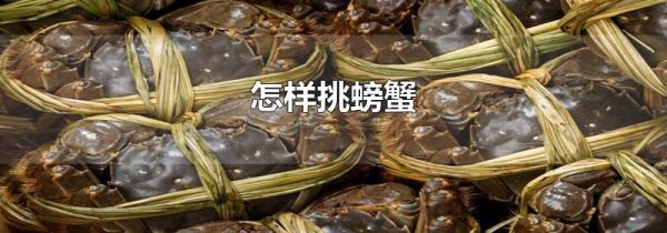 怎样挑螃蟹