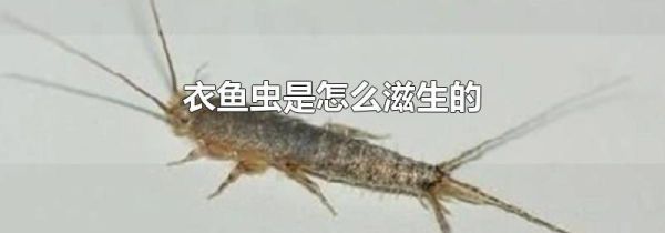 衣鱼虫是怎么滋生的