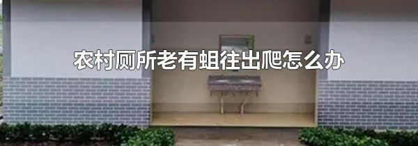 农村厕所老有蛆往出爬怎么办