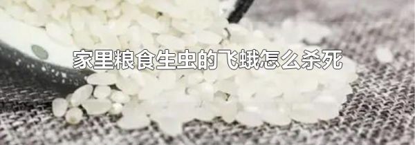 家里粮食生虫的飞蛾怎么杀死