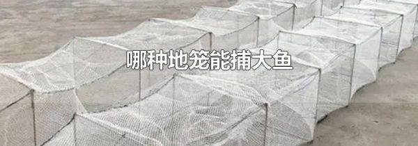 哪种地笼能捕大鱼