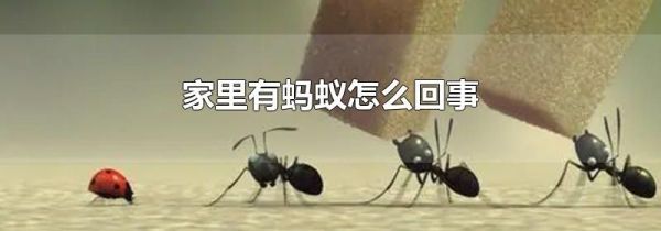 家里有蚂蚁怎么回事