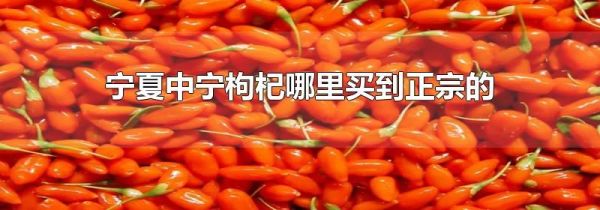 宁夏中宁枸杞哪里买到正宗的