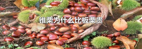 锥栗为什么比板栗贵