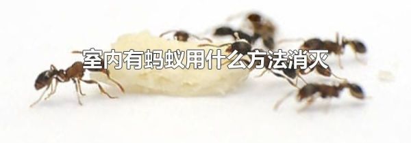 室内有蚂蚁用什么方法消灭