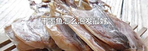 干墨鱼怎么泡发最好