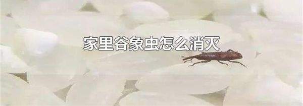 家里谷象虫怎么消灭