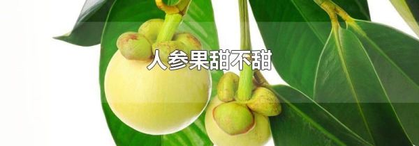 人参果甜不甜